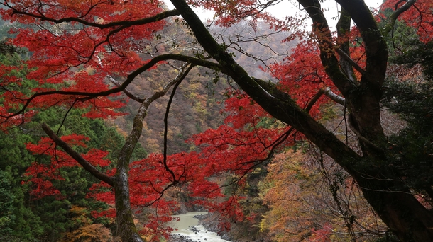 Scarlet Maple in Okutama Japan   x 