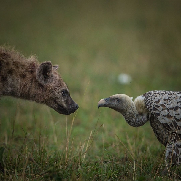 Scavenger face off in the Maasai Mara National Park Hyena vs Vulture