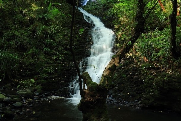 School Creek Ross Creek Waterfall Dunedin New Zealand 