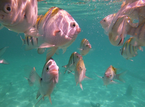 School of hungry Fish - Photo taken w a Panasonic DMC Camera snorkeling around Isla Mujeres  Mexico 