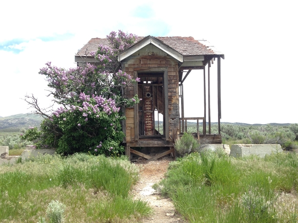 Schoolhouse in Southern Idaho accompanied by a blossoming lilac that has long outlived the building