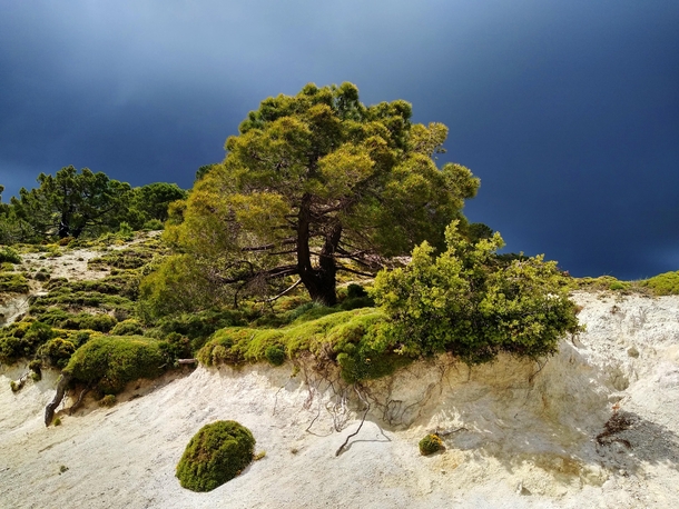 Scots pine tree in late afternoon sun with dark clouds in the valley behind Sierra Nevada mountains Spain x 