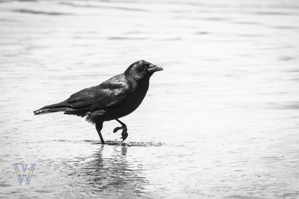 Sea Crow Crow walking the beaches of Seal Rock Oregon 
