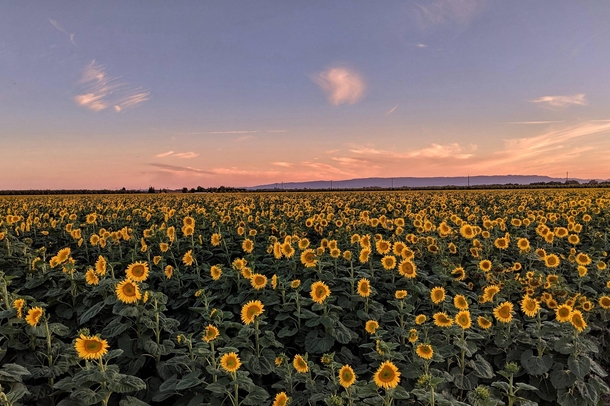 Sea of Sunflowers at Sunset Davis CA 