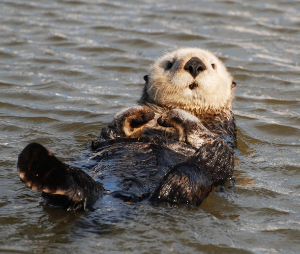 Sea Otter Enhydra lutris 