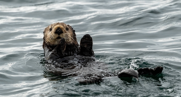 Sea otter waving to you 