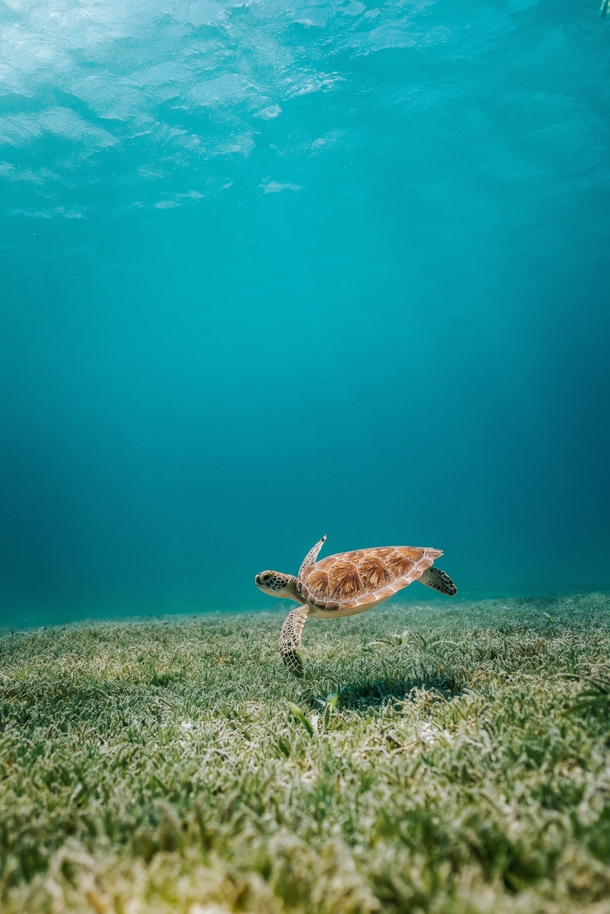 Sea turtle floating in the waters of Aruba Photo credit to David Troeger
