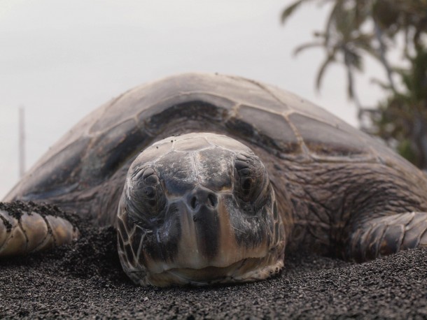 Sea Turtle Hawaii close-up 
