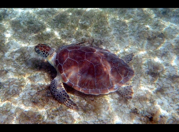 Sea Turtle in Maho Bay St John USVI
