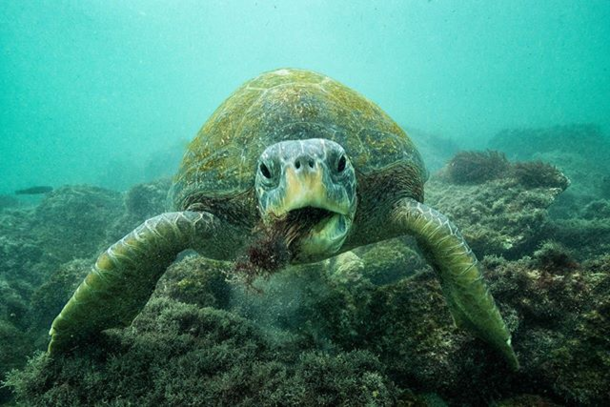 Sea Turtle photo by Cristina Mittermeier
