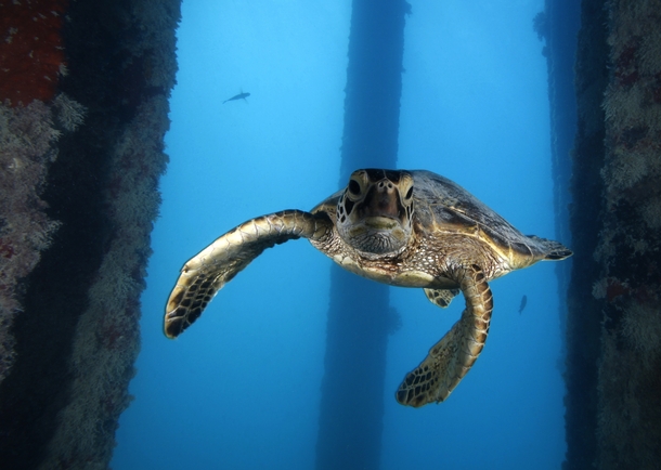 Sea Turtle Under Water 