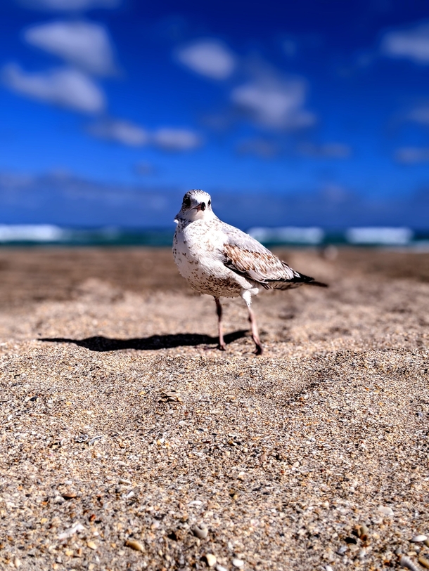 Seagull posing for a picture