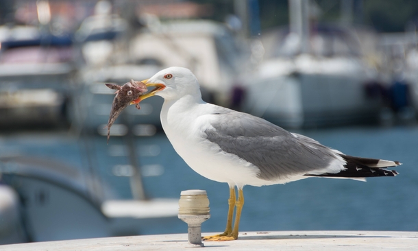 Seagull Showing Off His Catch