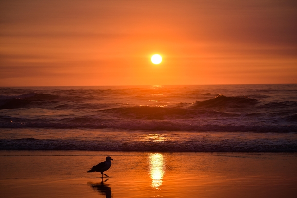 Seagull taking in the sunset colors  Neskowin OR
