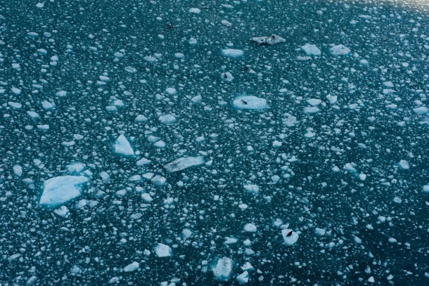 Seals on ice chunks Surprise Inlet Alaska 