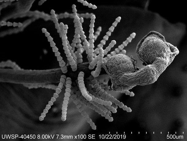 SEM image of stamen w trichomes Tradescantia multiflora 