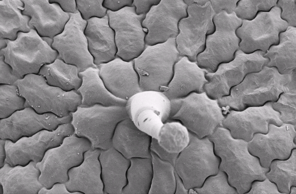 SEM image of tabular cells and a trichome on the abaxial surface of the dorsal petal of Streptocarpus rexii Wild Gloxinia 