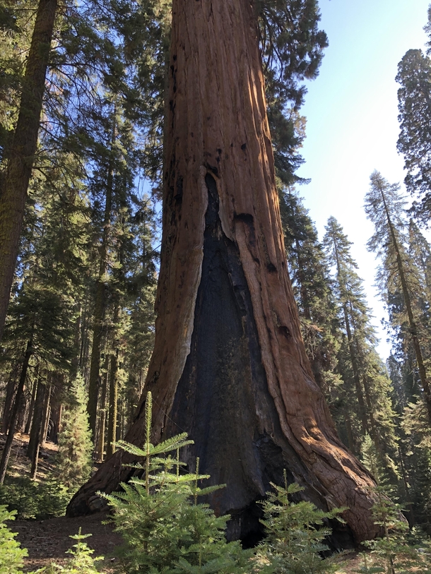 Sequoia National Forest California 