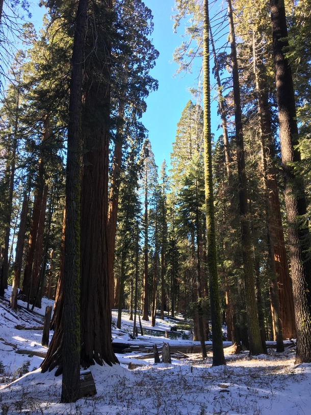 Sequoia Natl Park in winter  