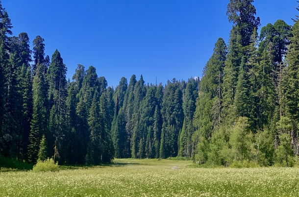 Sequoia NP CA 