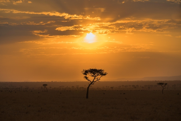 Serengeti National Park  x  
