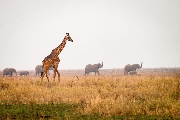 Serengeti Tanzania    