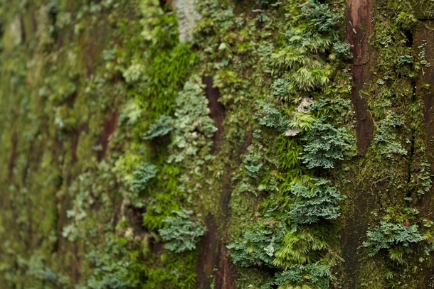Several types of lichen growing on tree bark Mount Kya Japan 