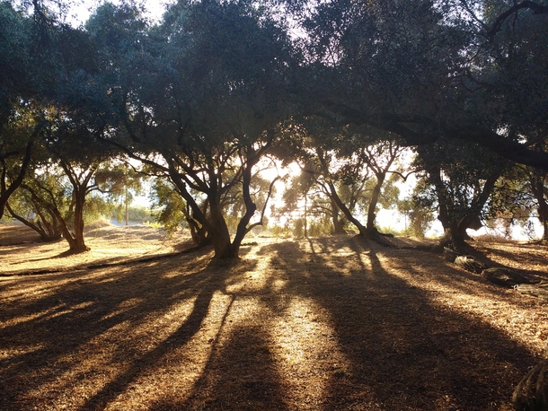 Shadows in the olive grove Vrachos Greece 