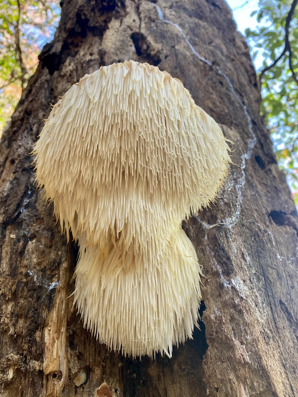 Shaggy mane Mushroom on pine Western NC k altitude temperate rain forest