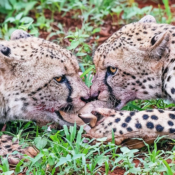 Sharing is caring Two cheetahs enjoying their kill