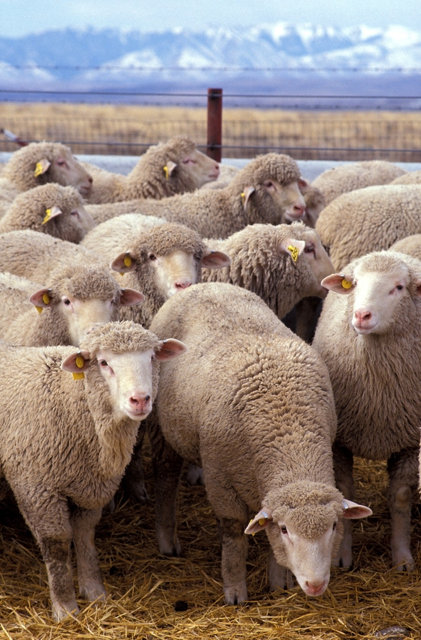 Sheep belonging to a research flock at the US Sheep Experiment Station near Dubois Idaho Photo Keith Weller 
