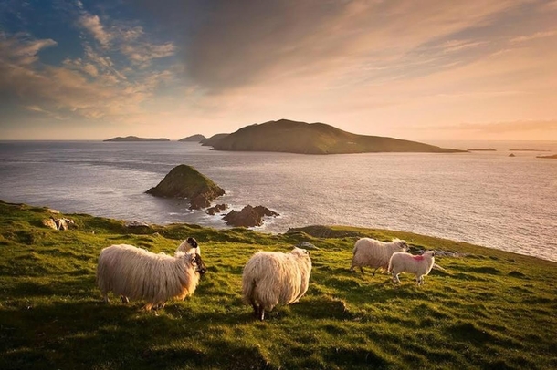 Sheep enjoying the beautiful scenery on Blasket Islands Count Kerry Ireland 