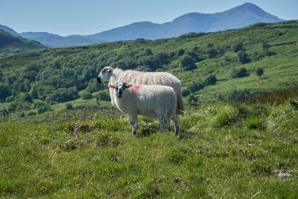 Sheep in their natural habitat on the hills of Kerry Ireland