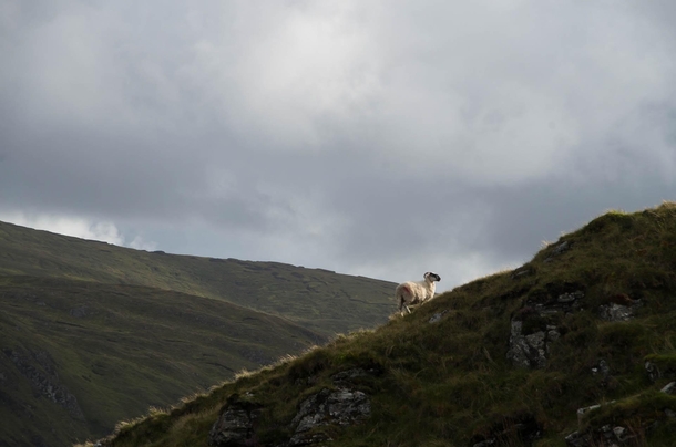 Sheep looking majestic Glengesh Pass Ireland 