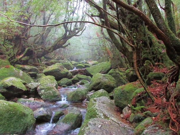 Shiratani Unsuikyo The Mononoke Forest Yakushima Japan 
