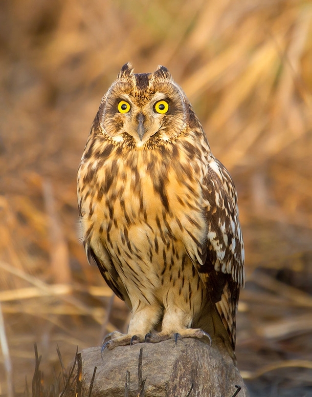 Short-Eared Owl - Asio flammeus from Mumbai India 