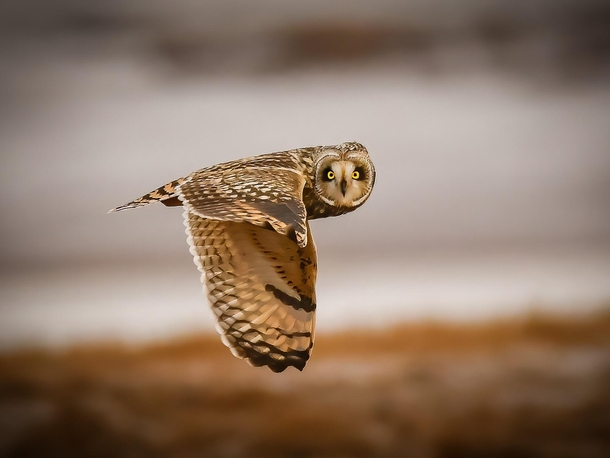 Short eared owl getting a closer look at me 