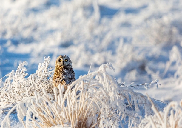 Short Eared Owl in Colorado Snow