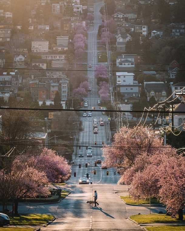Signs of spring around the hilly neighborhoods of Magnolia and Queen Anne Seattle Washington