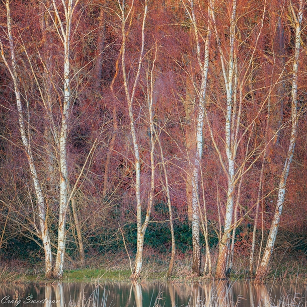 Silver Birch in Winter Bedfordshire England  x