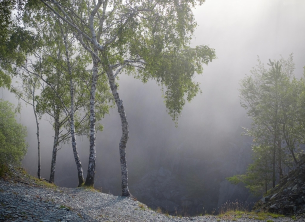 Silver birch trees in the mist Lake District UK 