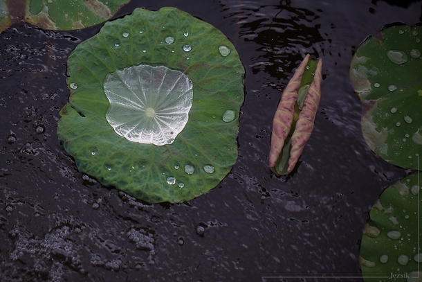 Silver pool of water on a lily pad 