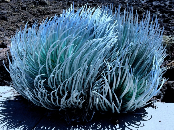 Silversword at the summit of Haleakala Maui Hawaii  One of the cooler looking plants Ive seen