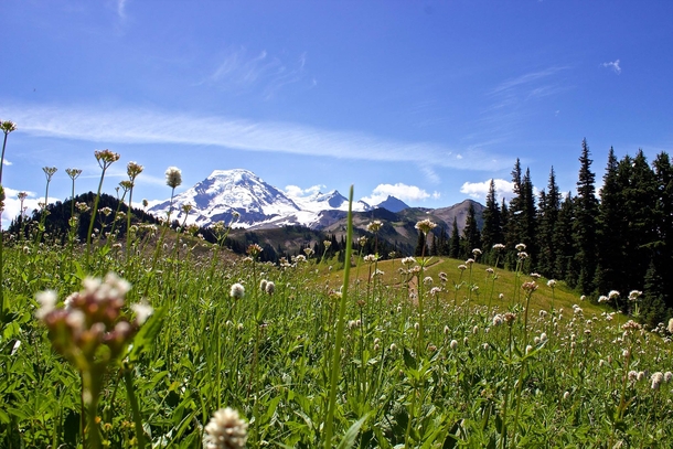 Since everyone is in quarantine right now I wanted to share a picture of one of my favorite hikes for everyone to enjoy Mt Baker Wa - Skyline Divide Trail 
