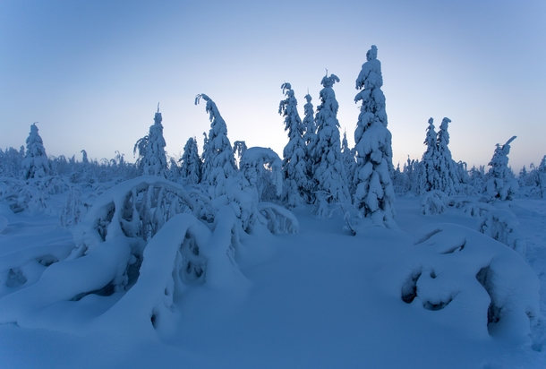 Sleeping Christmas trees Perm region Russia OC