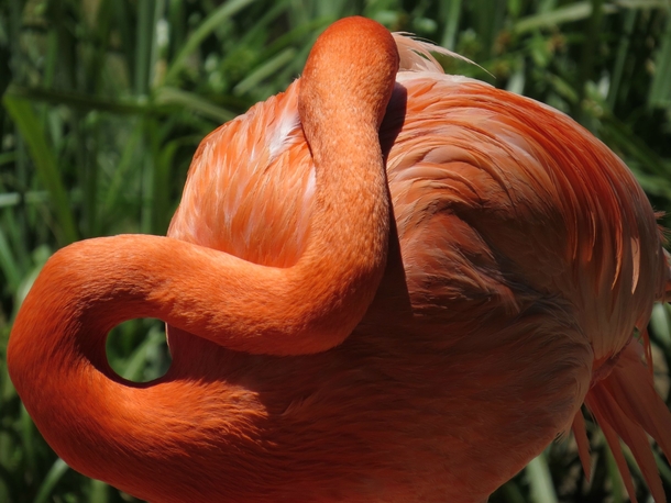 Sleeping Flamingo OC 
