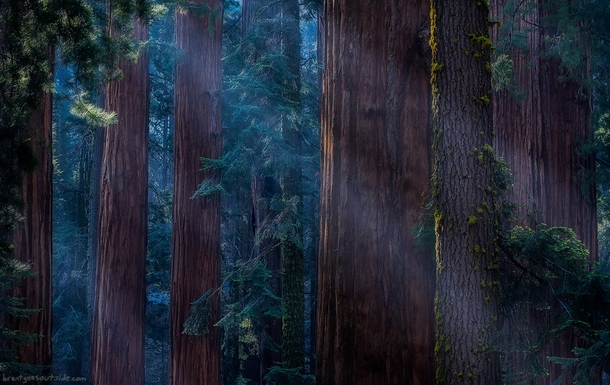 Sleeping Giants are what I call these giant sequoia trees in Sequoia National Park 