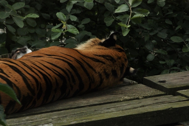 Sleeping tiger Edinburgh Zoo 