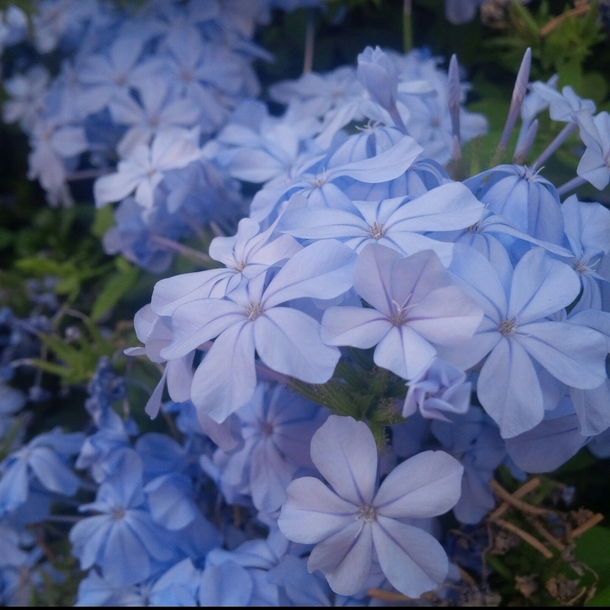 Sleepy blue flowers  picture by me