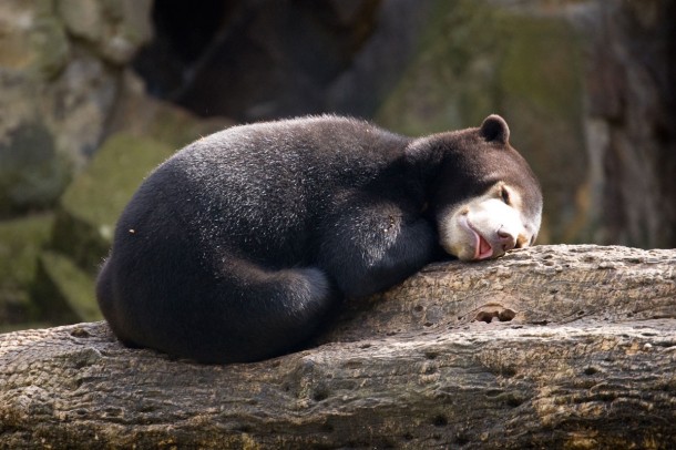 Sleepy Sun Bear Cub - Photorator